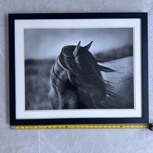 Large black and white horse framed print photograph